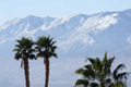 Snow Palm