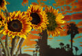 Sunflower Set