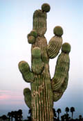 Tall Cactus