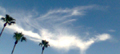 Three Palms