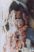 Tree bark