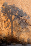 Tree Shadow