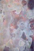 Tree Skin