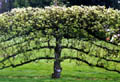 Umbrella Tree