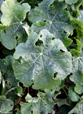 Vine